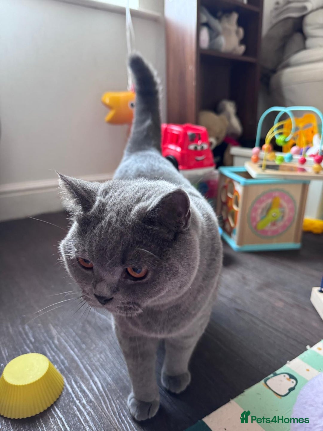 British Shorthair cats for sale: British shorthair Mimi Looking for a Loving Home  - Image 6