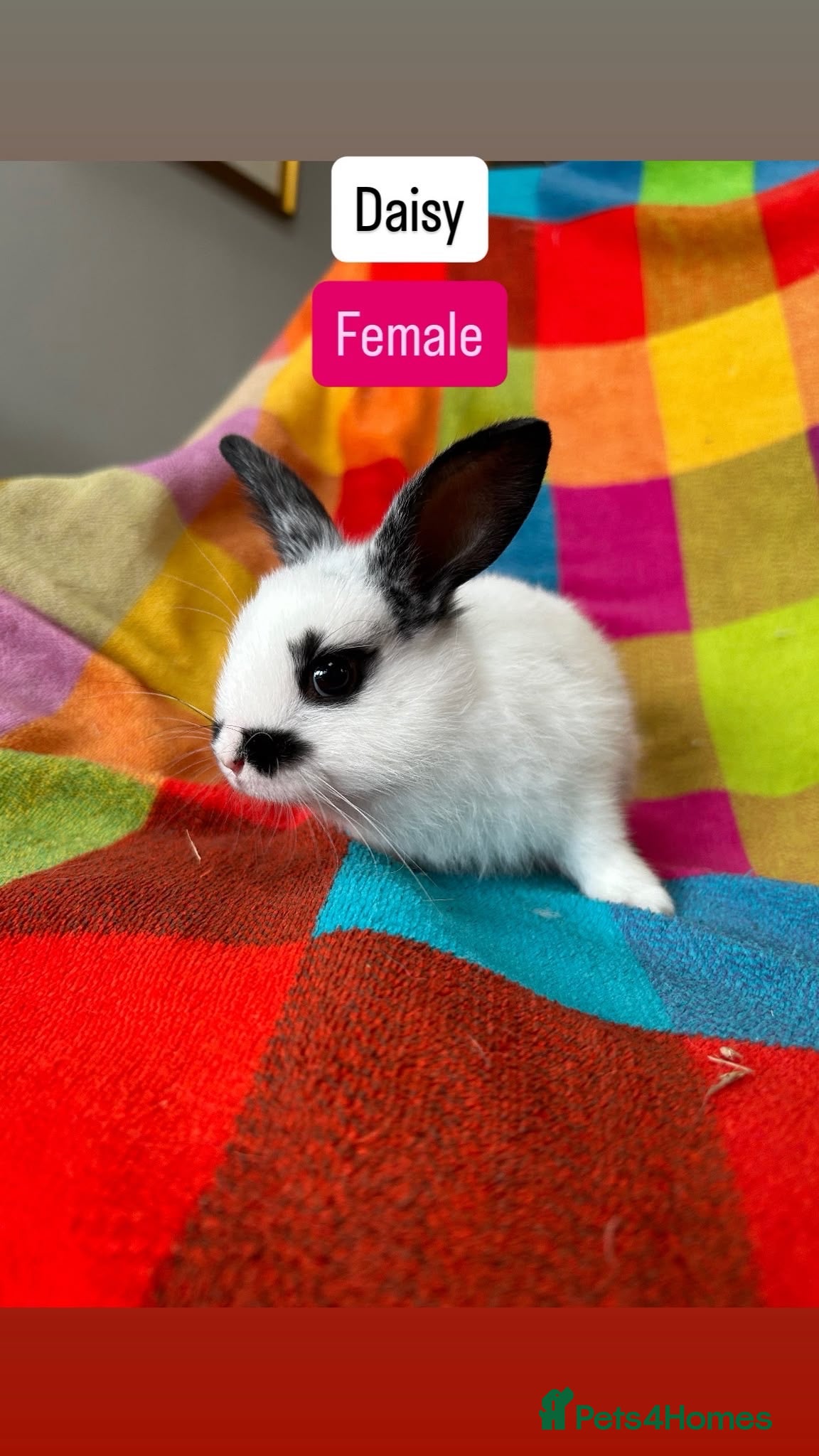 Mixed Breed rabbits  9 Weeks Old Mixed Bred Baby Rabbits.  - Advert 4