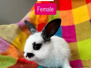 Mixed Breed rabbits 9 Weeks Old Mixed Bred Baby Rabbits. - Advert 4