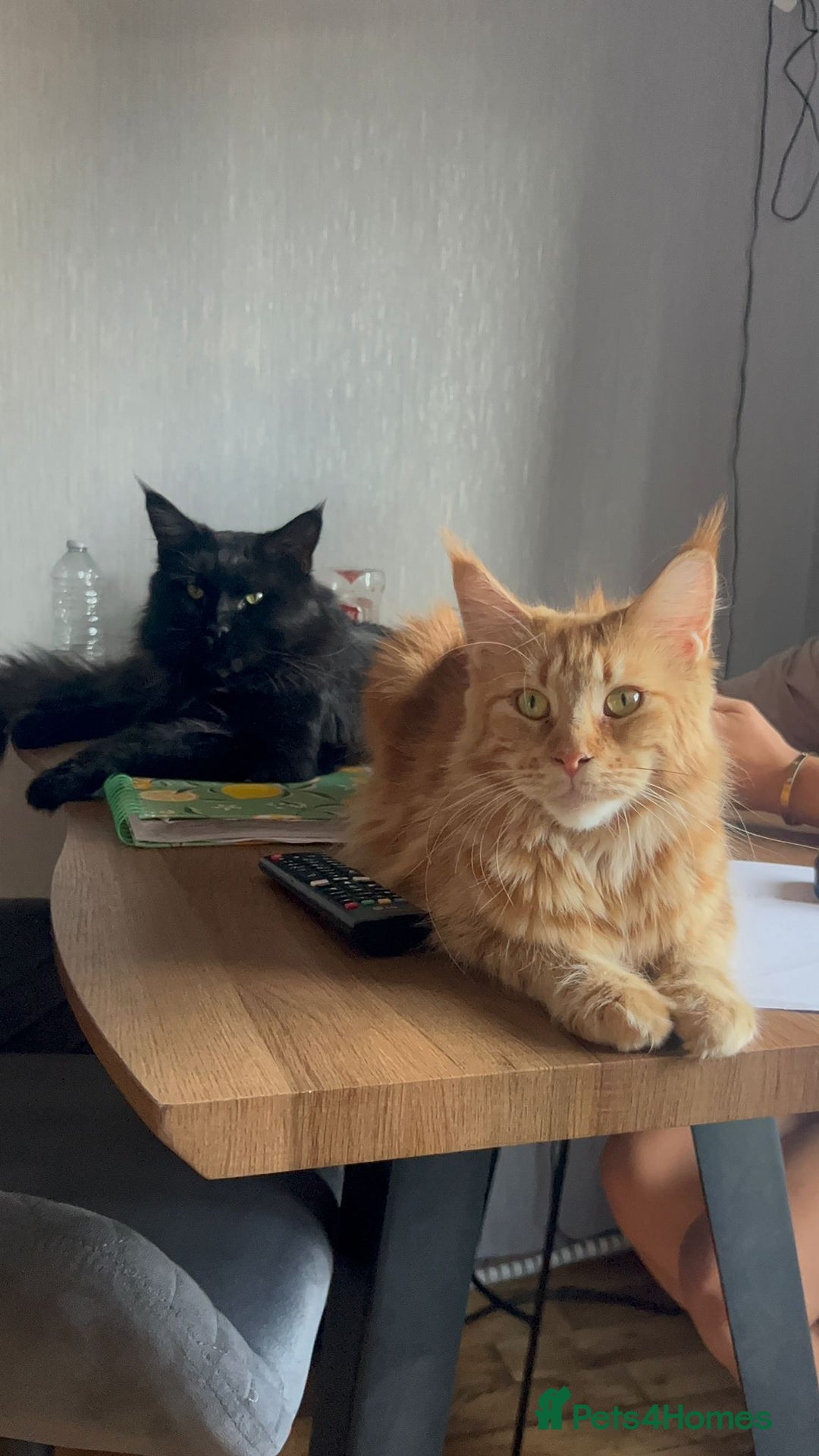 Maine Coon cats for sale: Beautiful Maine coon kitten boys - Image 11