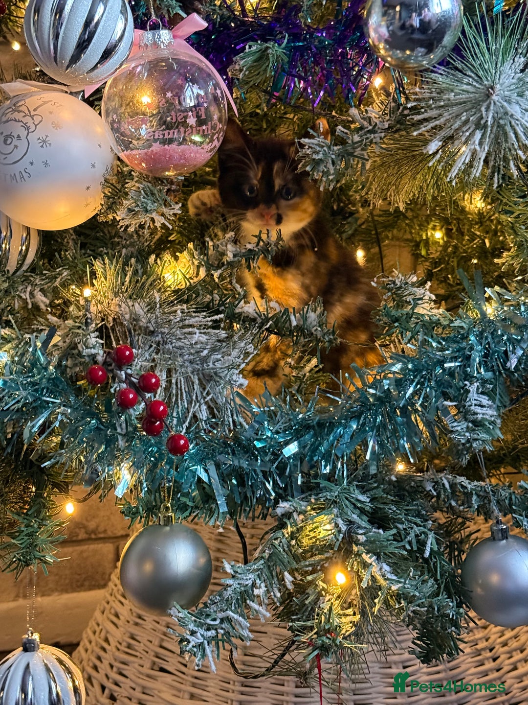 Mixed Breed cats for sale: Female kitten left - Advert 4