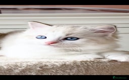 Ragdoll cats for sale: INDOOR TWO MALE GCCF REGISTERED RAGDOLL KITTENS - Image 27