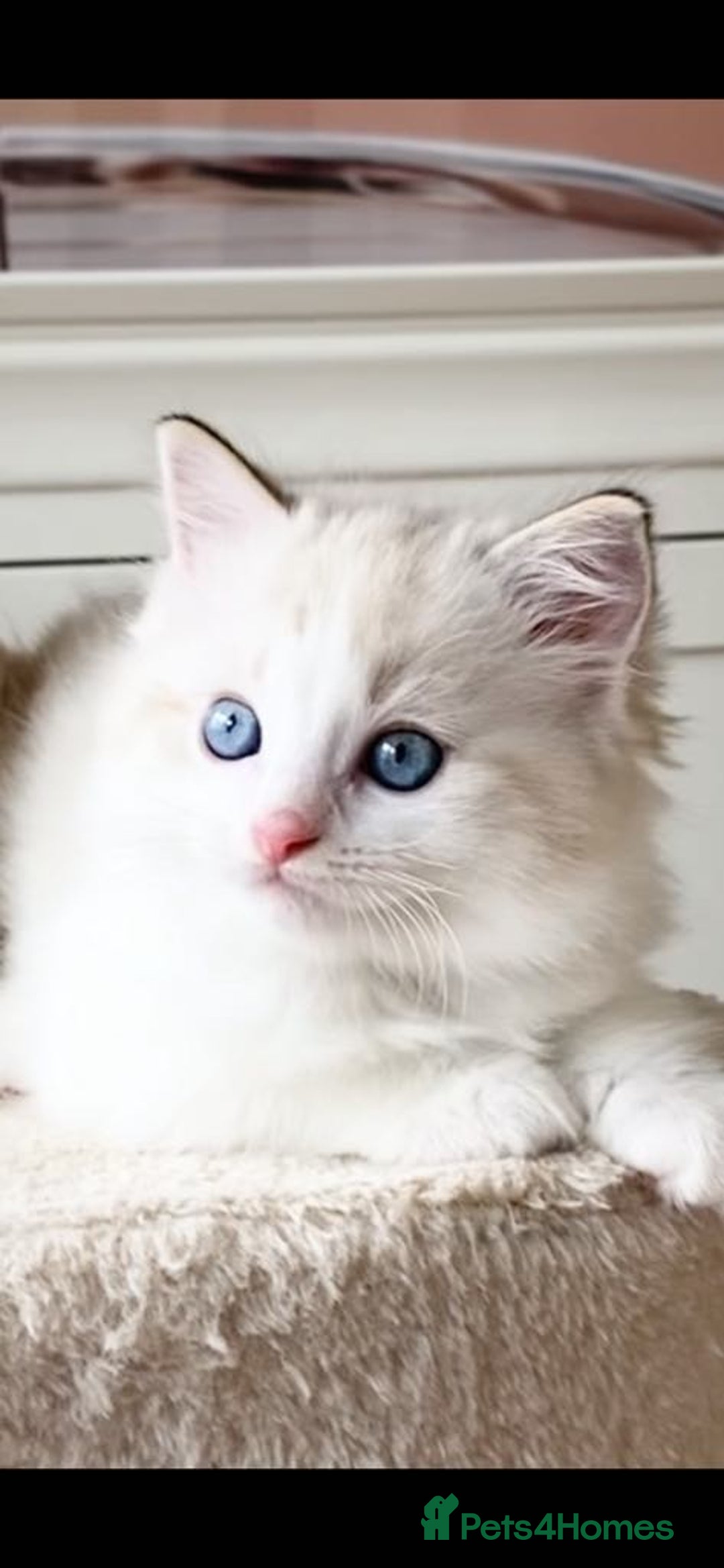 Ragdoll cats for sale: INDOOR TWO MALE GCCF REGISTERED RAGDOLL KITTENS - Image 27