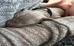 Weimaraner dogs for sale: Belle’s beautiful puppy’s silver ghosts Weimaraner - Image 3