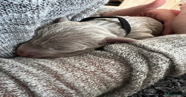 Weimaraner dogs - Advert 16