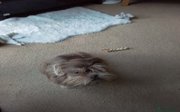 Shih Tzu dogs for sale: Rare Phantom Lilac Boy For Sale - Image 3