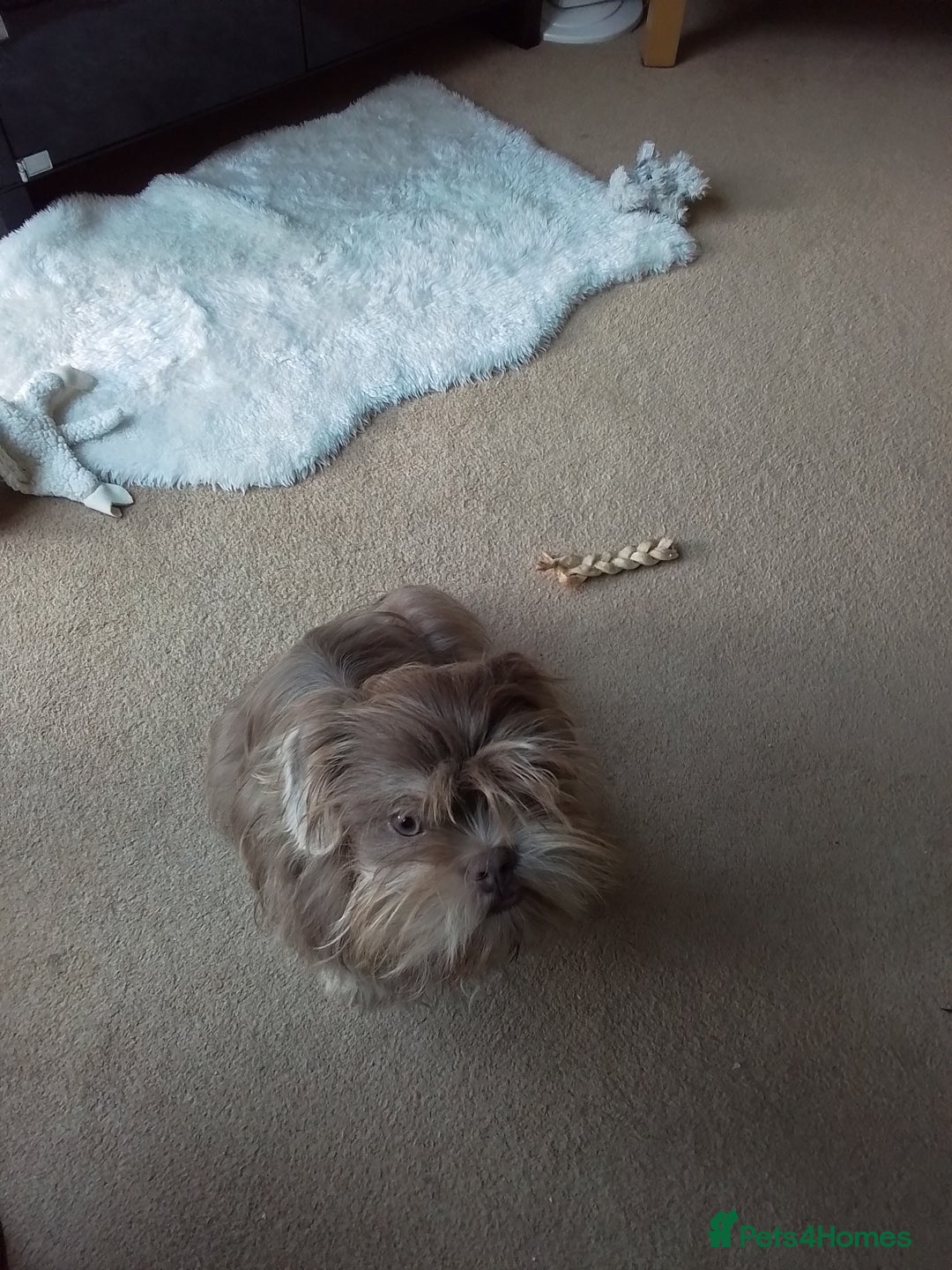 Shih Tzu dogs for sale: Rare Phantom Lilac Boy For Sale - Image 3