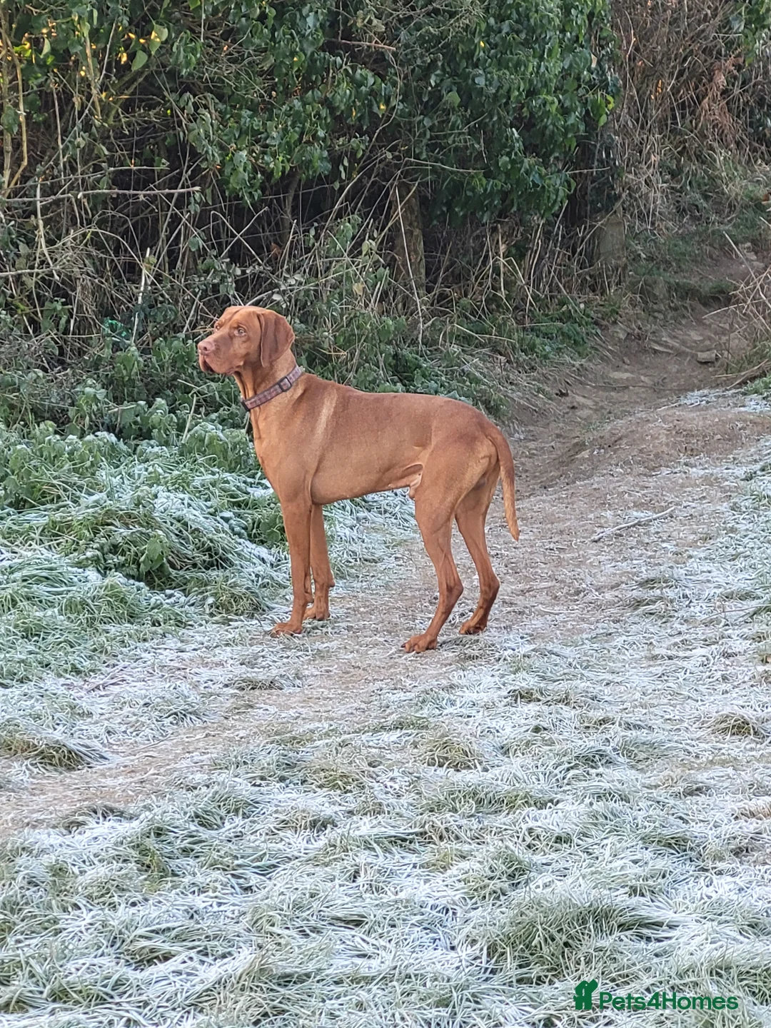 Hungarian Vizsla dogs for stud: PROVEN!!!championship blood line!!!! ❤️ in Llantwit Major - Advert 27