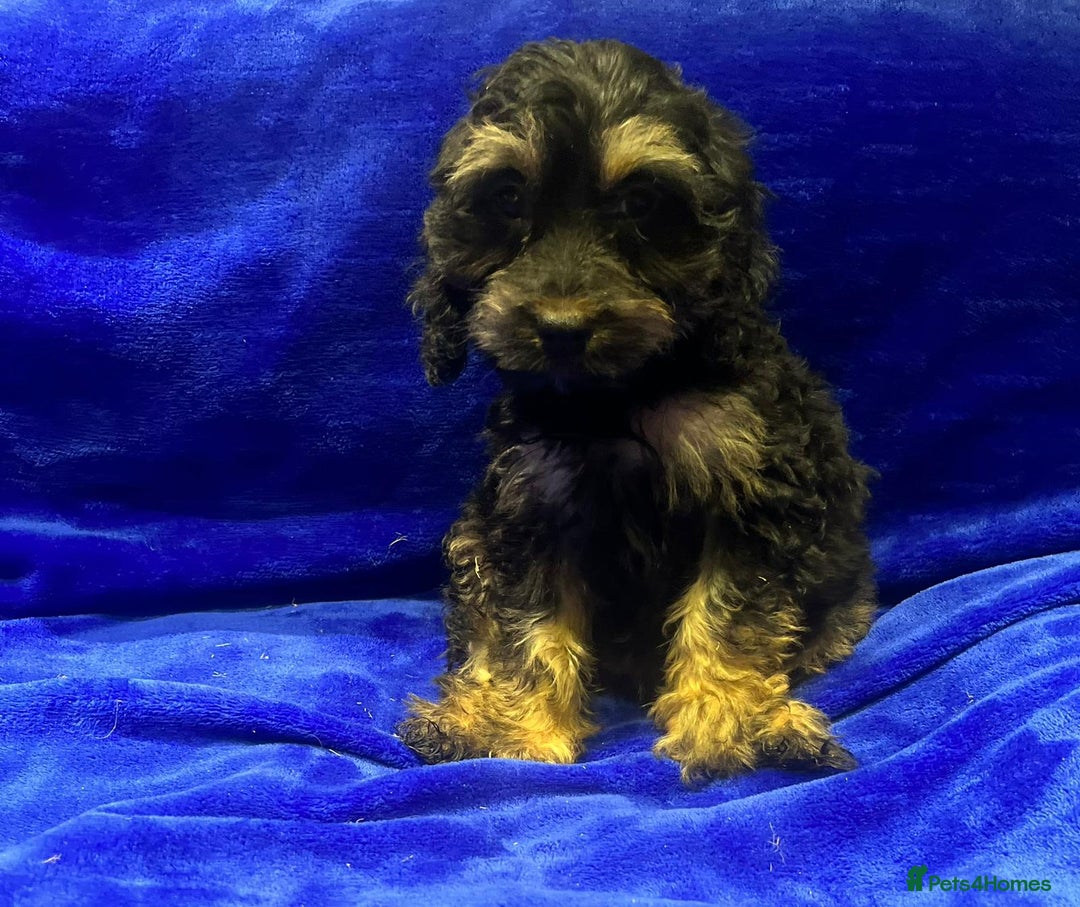 Cockapoo dogs for sale: Cockapoo - Image 11