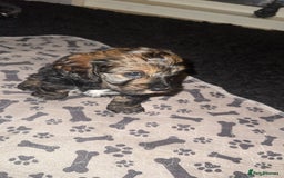 Cockapoo dogs for sale: black sable cockapoo girl  - Advert 33