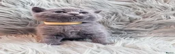 British Shorthair cats for sale:  beautiful british shorthair kittens - Advert 3