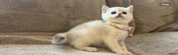 Scottish Fold cats for sale: Beautiful Scottish Straight Kittens - Advert 16