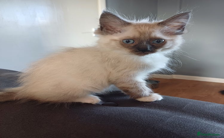 Ragdoll cats - Advert 5