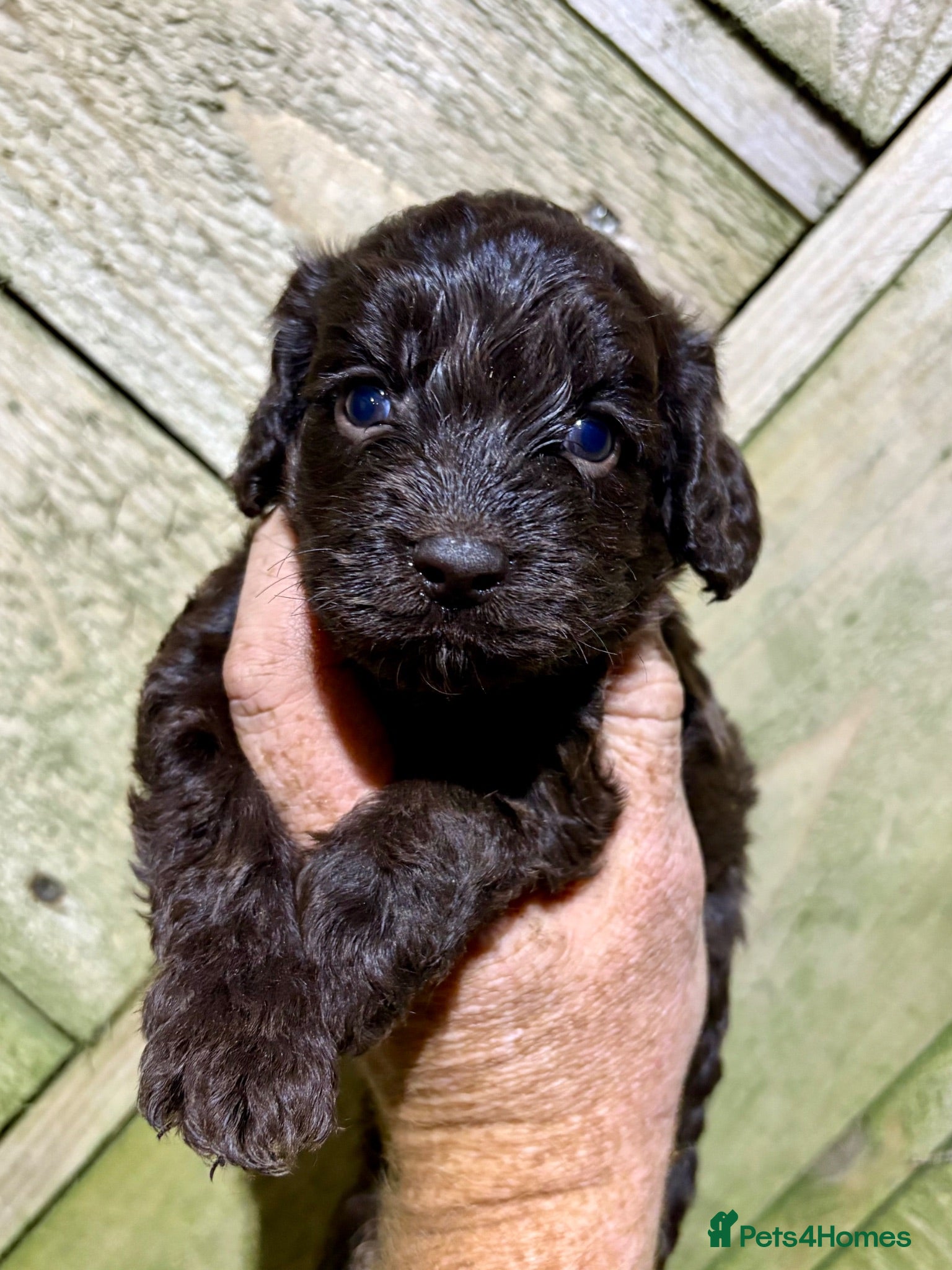 Cockapoo dogs Ready Now - Chocolate Cockapoo Pups - Advert 1