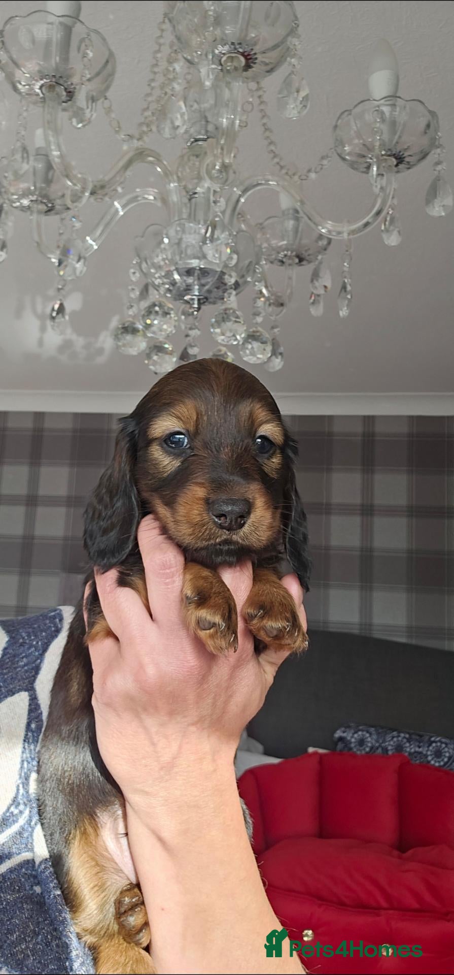 Miniature Dachshund dogs  MAGNIFICENT RED SHADED, Exceptional Pigmentation  - Advert 1