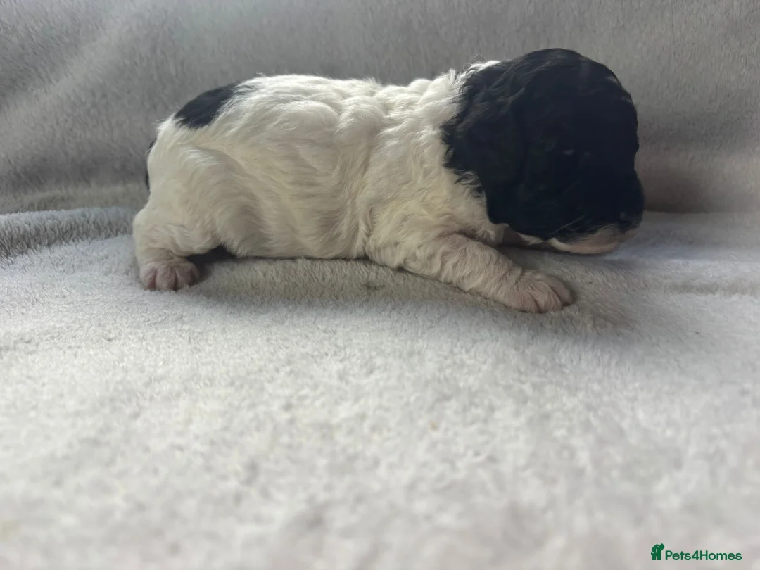 Miniature Poodle dogs for sale: Two beautiful boy miniature poodles - Advert 32