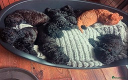 Cockapoo dogs for sale: F1b Cockapoo  - Image 9