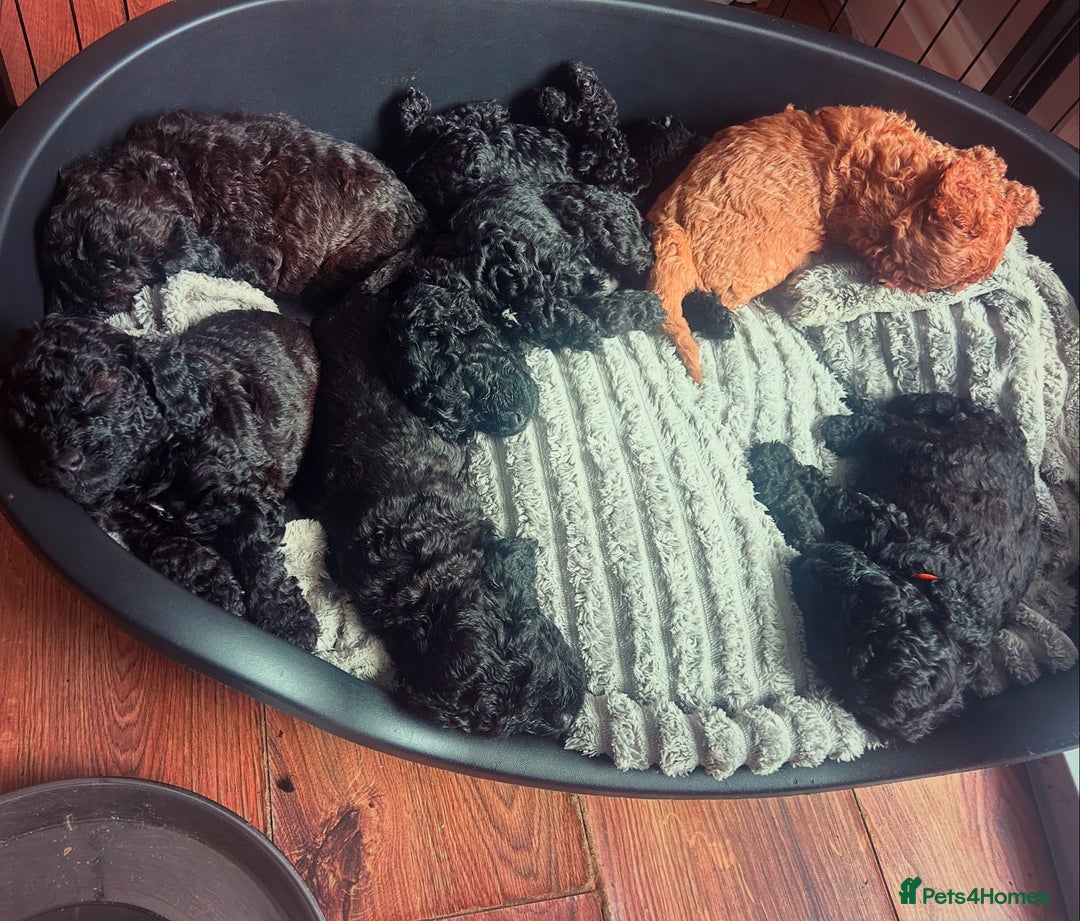 Cockapoo dogs for sale: F1b Cockapoo  - Image 9