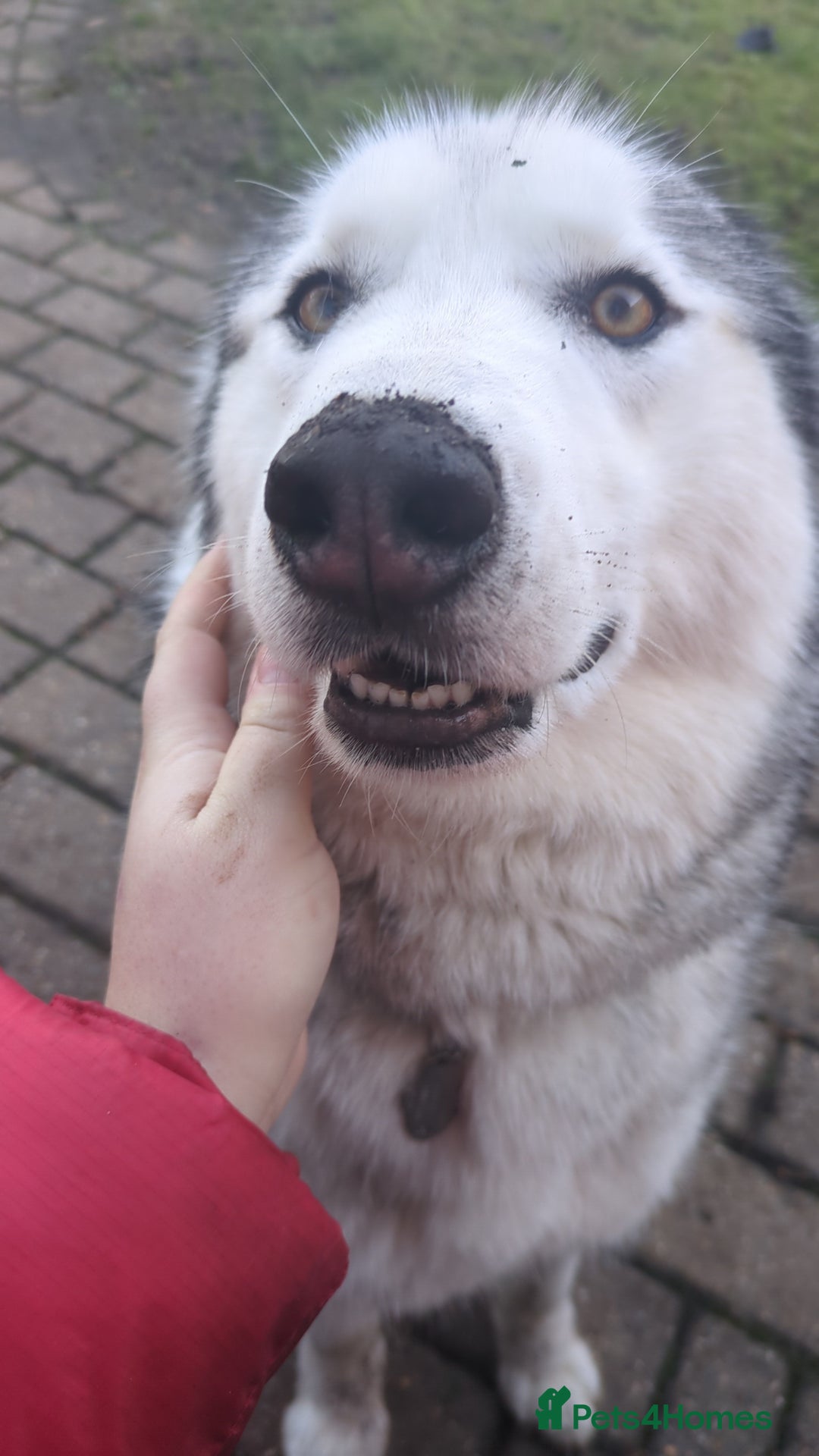 Siberian Husky dogs for sale: Beautiful and loving Siberian husky - Advert 2