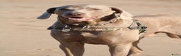 Weimaraner dogs for stud: Words of Wisdom in Bedford - Advert 10