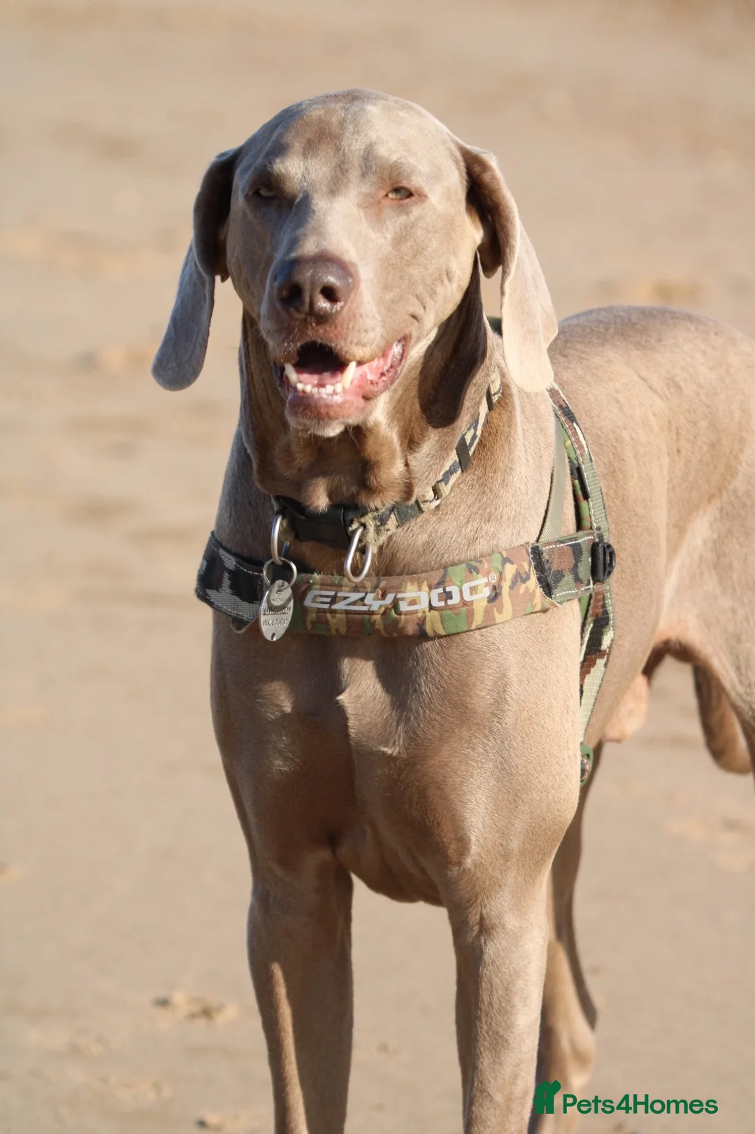 Weimaraner dogs for stud: Words of Wisdom in Bedford - Advert 10