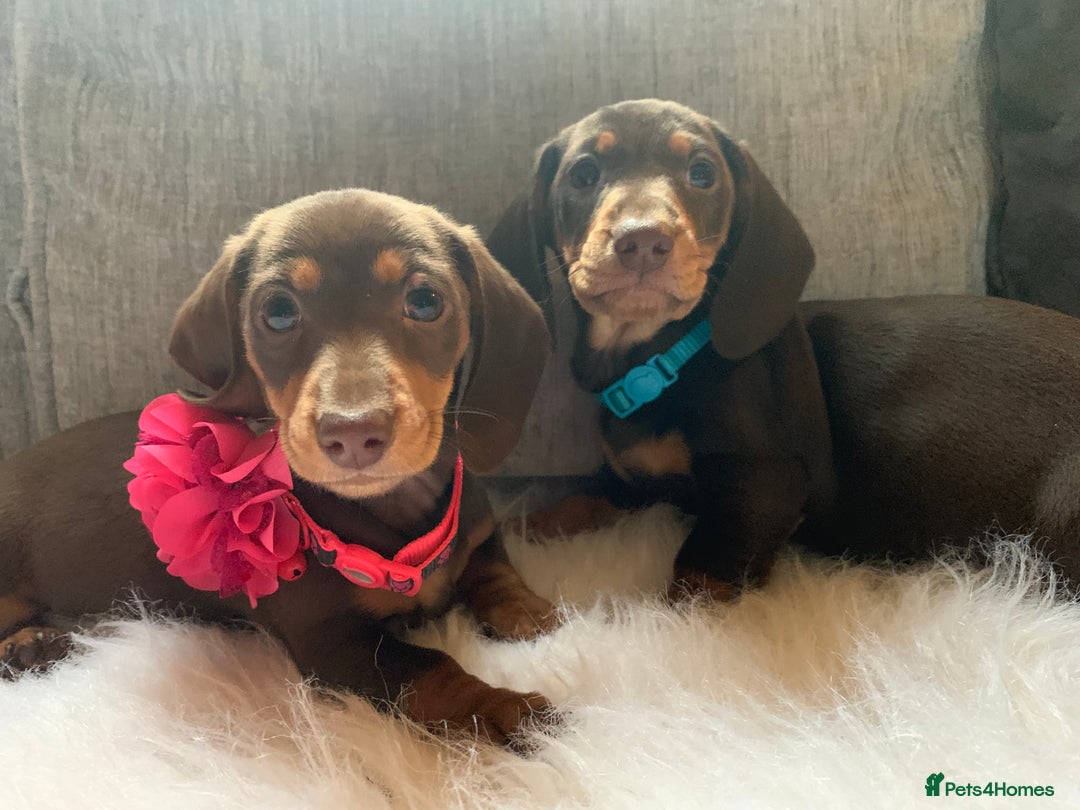 Miniature Dachshund dogs for sale: Minature Dashound boy&girl Ready Now - Image 12