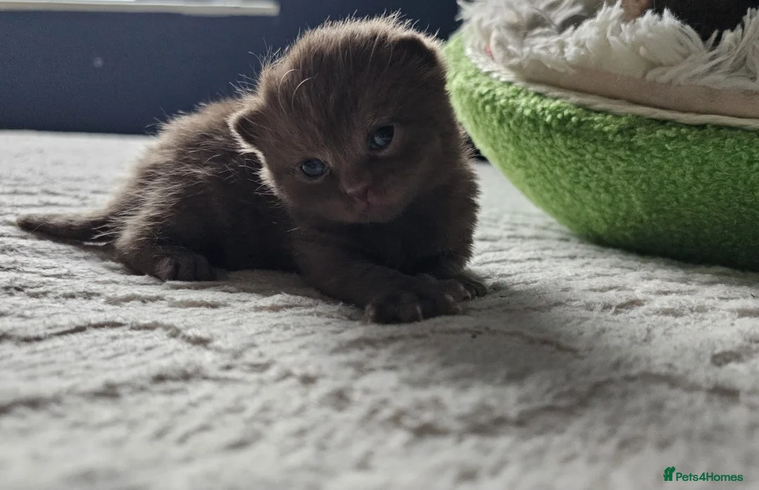 British Shorthair cats for sale: 🌟 Premium British Shorthair Kittens Available! 🌟 - Advert 4