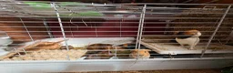 Guinea Pig rodents for sale: Baby Guinea Pigs for Sale – £40 per Pair 🐹 - Advert 11