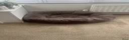Cocker Spaniel dogs for sale: Honey - Cocker Spaniel - nearly 2 years old - Advert 9