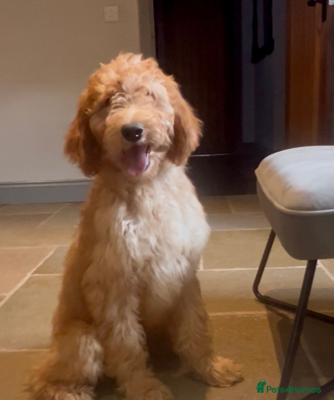 Irish Doodle dogs Beautiful F1Standard Irish doodle puppies  - Advert 1