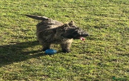 Cairn Terrier dogs for sale: KC reg Cairn Terrier puppies - Image 9