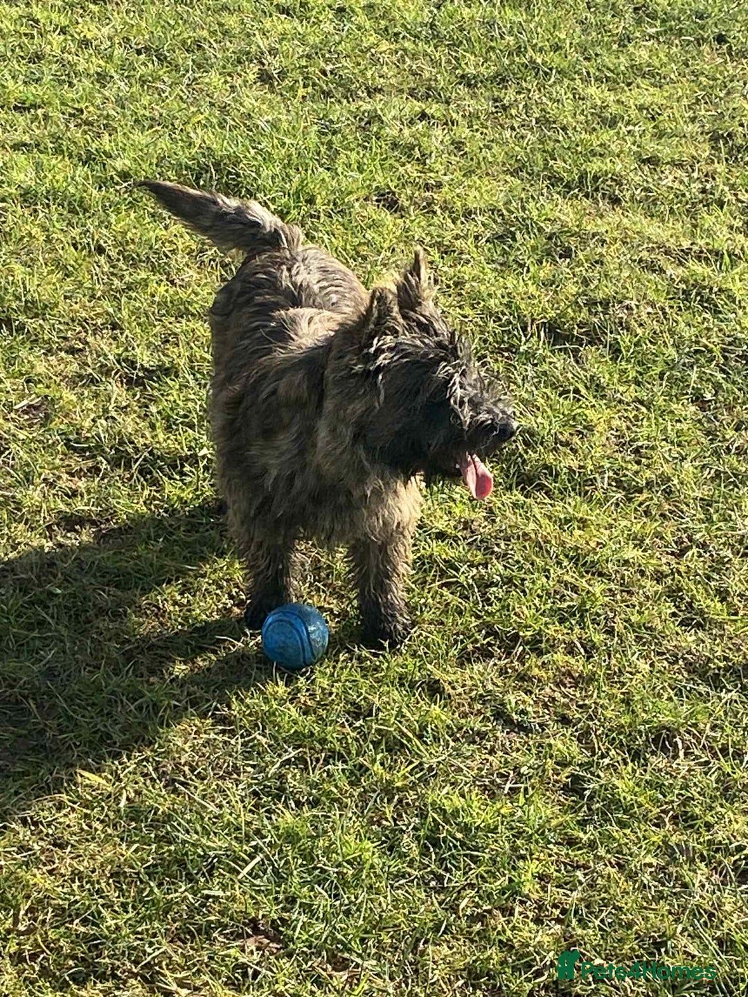 Cairn Terrier dogs for sale: KC reg Cairn Terrier puppies - Image 9