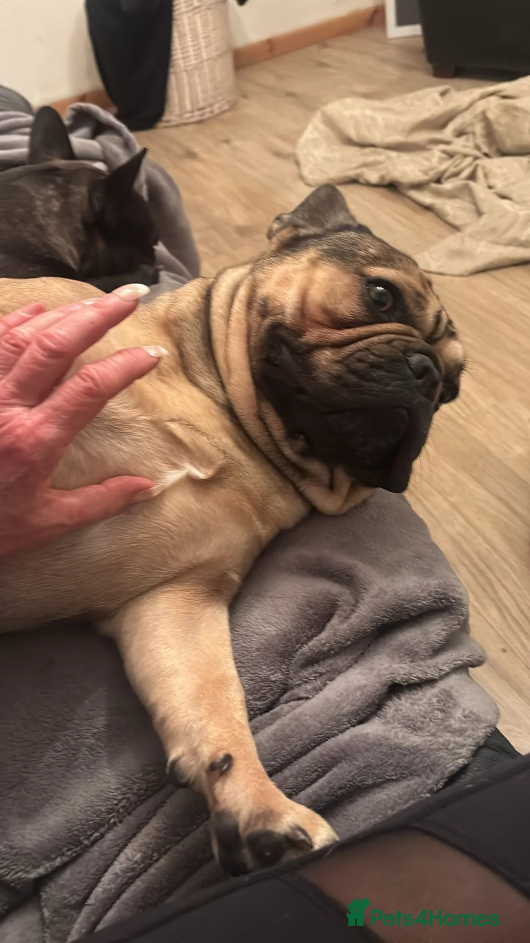 French Bulldog dogs for sale: Colin  - Advert 2