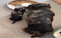 Miniature Dachshund dogs for sale: 🐾 Beautiful Miniature Dachshund 4 Girls 💕 🐾 - Image 13