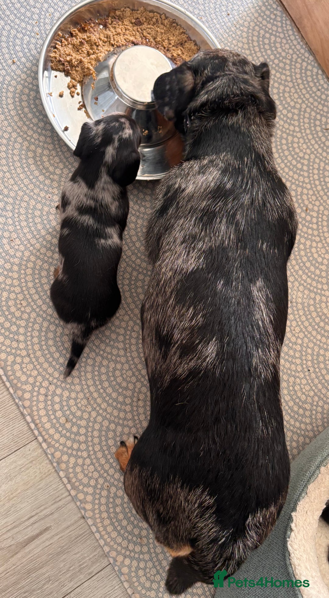 Miniature Dachshund dogs for sale: 🐾 Beautiful Miniature Dachshund 4 Girls 💕 🐾 - Image 13