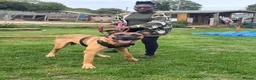 Mixed Breed dogs for sale: Presa Canario X Belgian Malinois male 12 months in Chatham - Advert 7