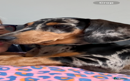 Miniature Dachshund dogs for sale: Male Silver Dapple Miniature Dachshund's  - Image 5