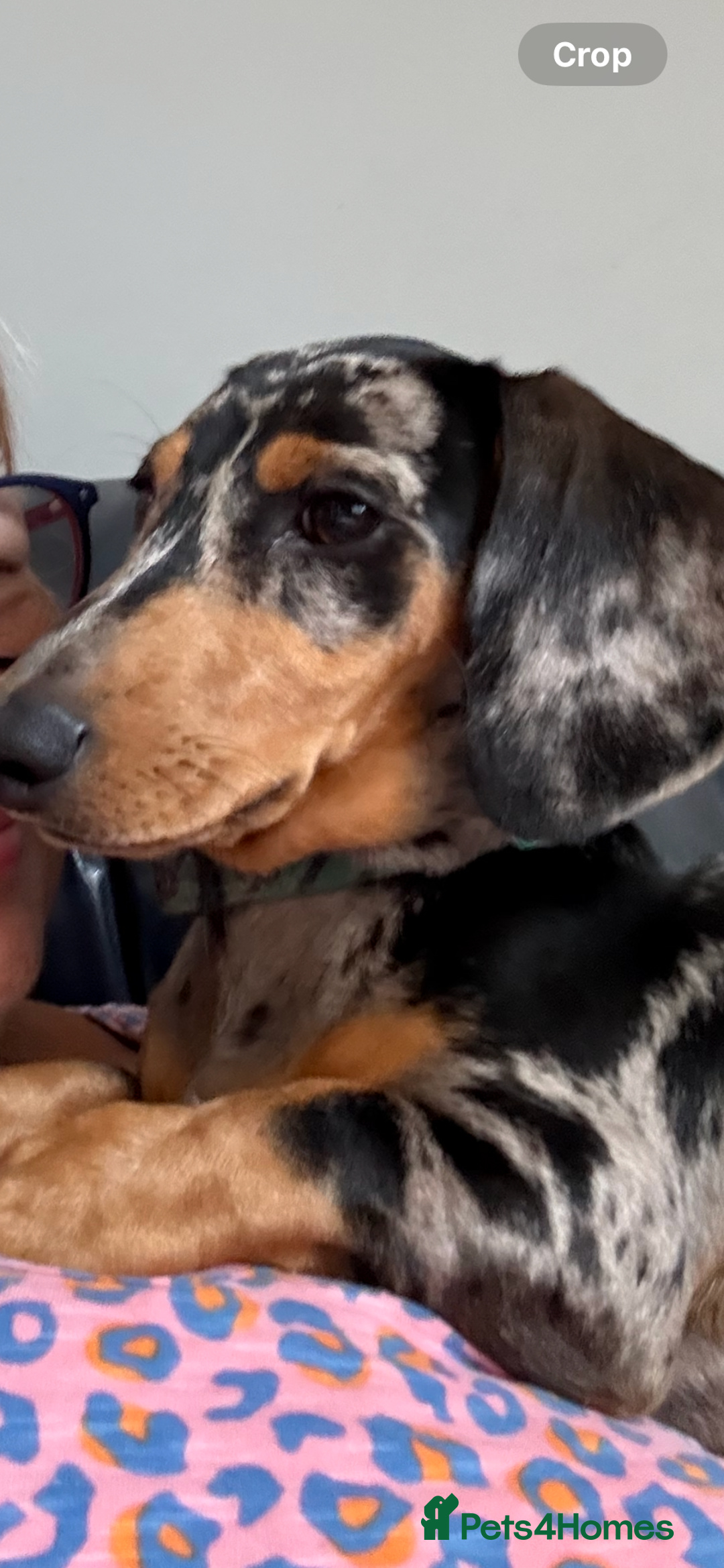 Miniature Dachshund dogs for sale: Male Silver Dapple Miniature Dachshund's  - Image 5