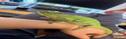 Chameleon reptiles for sale: Pair YBBB Ambilobe Panther Chameleons for sale in Oxford - Advert 7