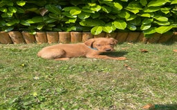 Labrador Retriever dogs for sale: Beautiful fox red lab puppies in Cambridge - Image 6