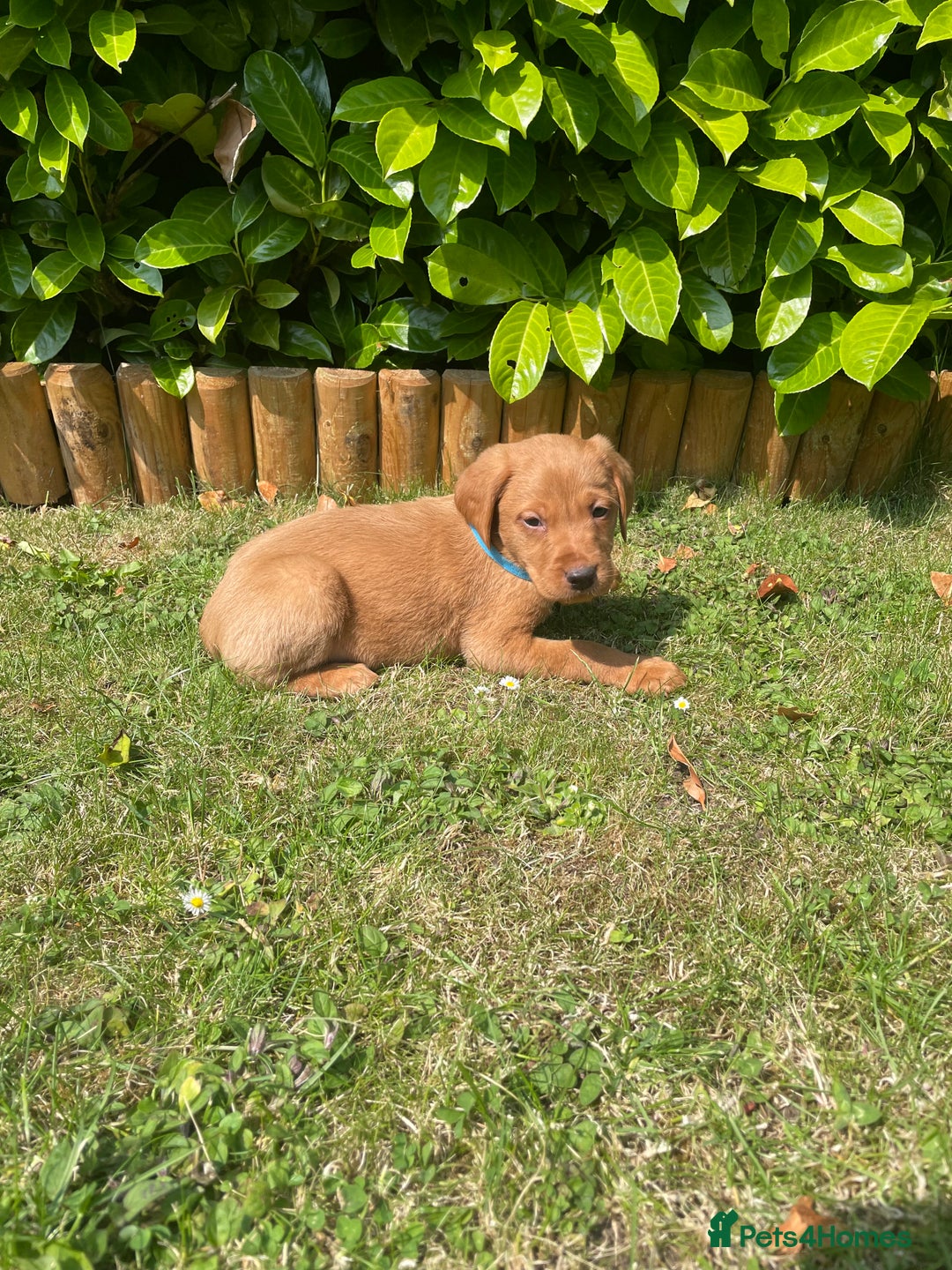 Labrador Retriever dogs for sale: Beautiful fox red lab puppies in Cambridge - Image 6