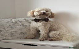 Toy Poodle dogs for stud: Beautiful Poodle for Stud 🤍 - Image 4