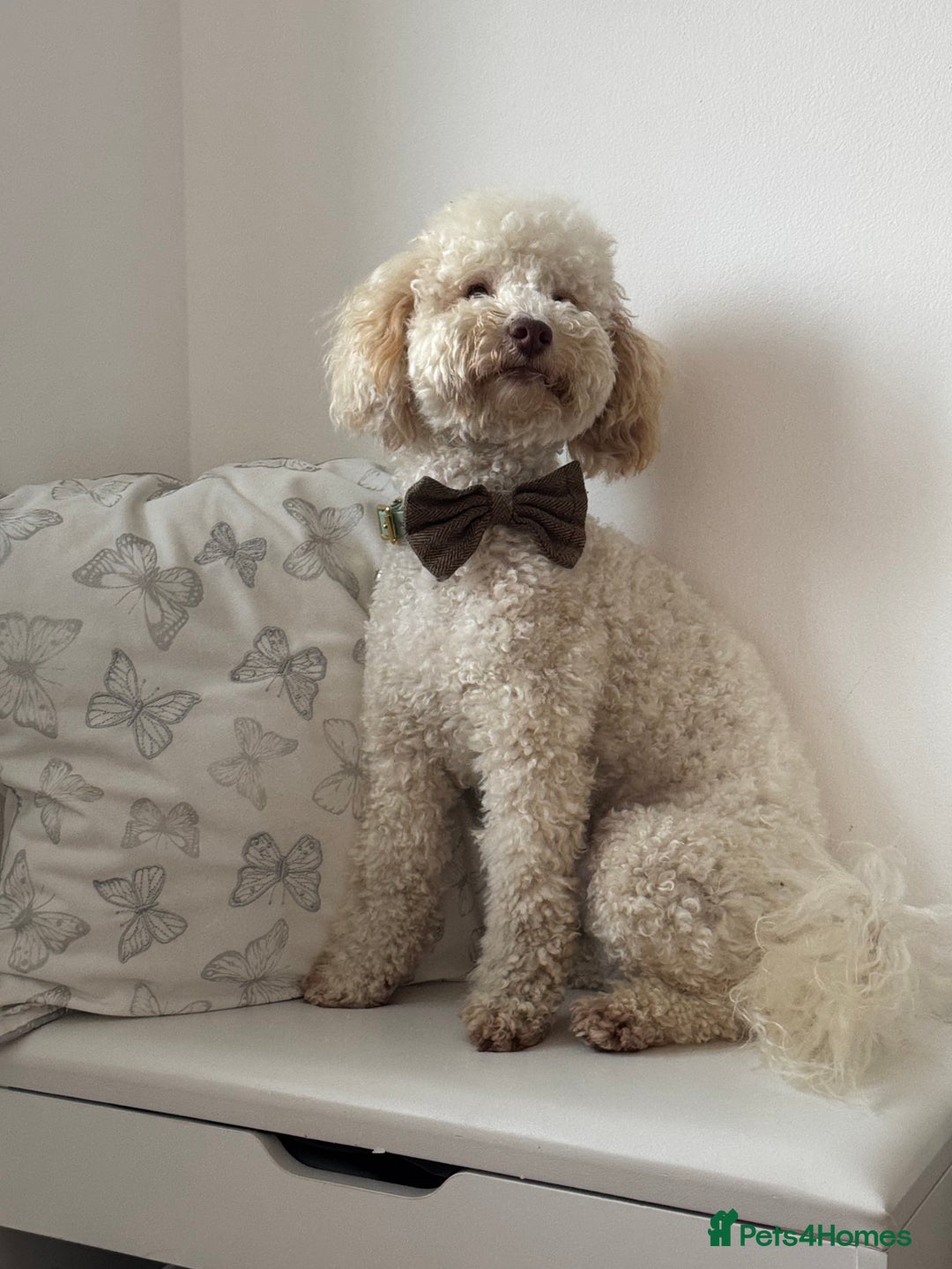 Toy Poodle dogs for stud: Beautiful Poodle for Stud 🤍 - Image 4