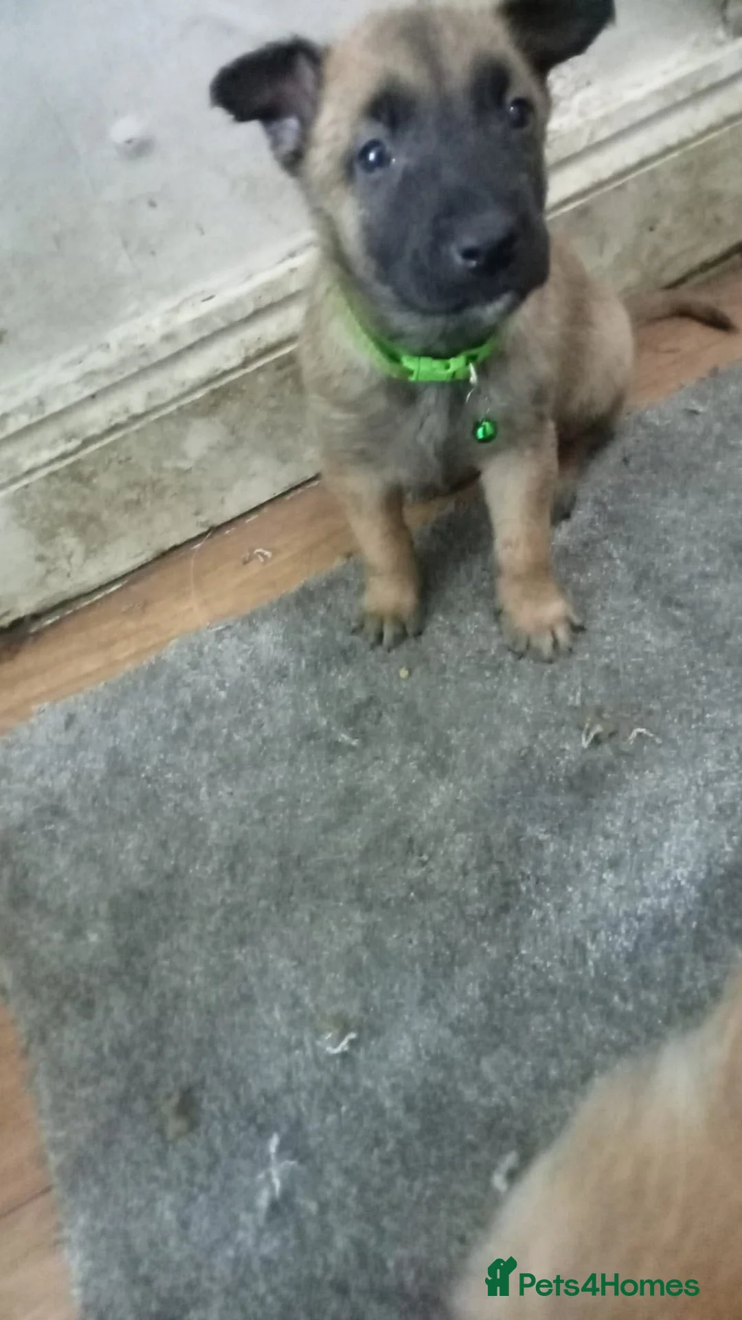 Belgian Shepherd Dog dogs for sale: Belgian malinois 4 weeks old AKC Registered  in London - Advert 1