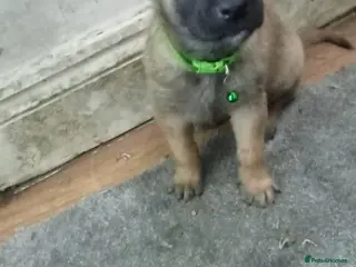 Belgian Shepherd Dog dogs Belgian malinois 4 weeks old AKC Registered in London - Advert 1