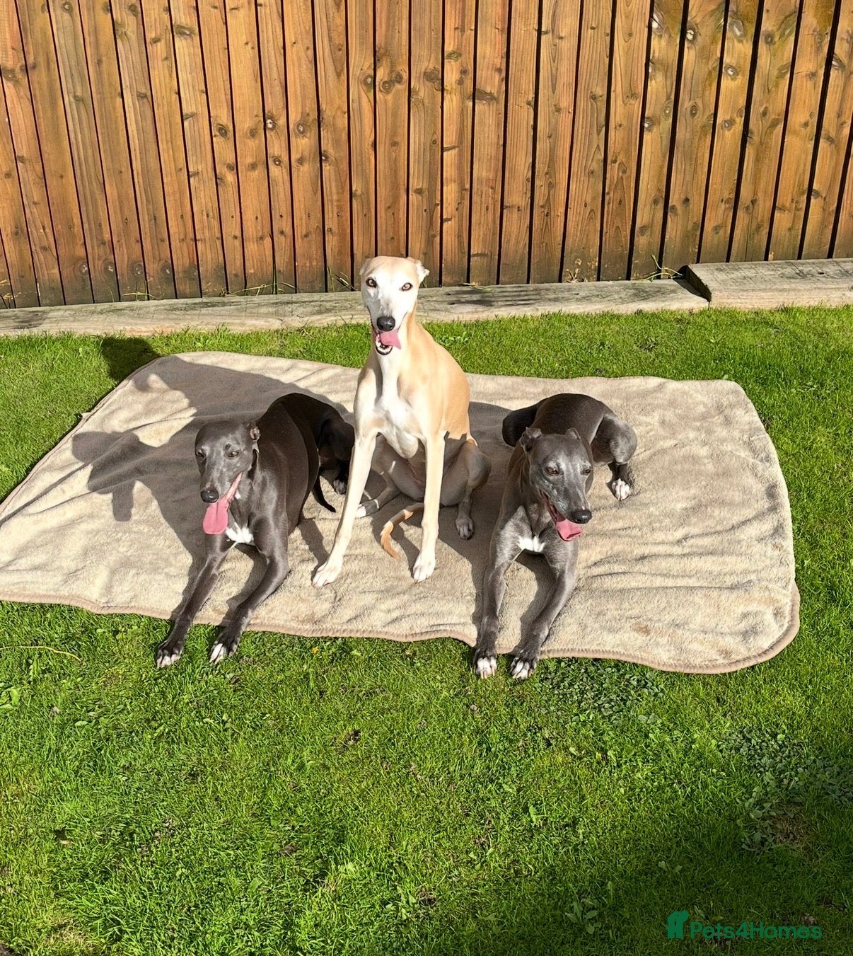 Whippet dogs Blue whippet pups £650 - Advert 1