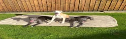 Whippet dogs for sale: Blue whippet pups £650 - Advert 1