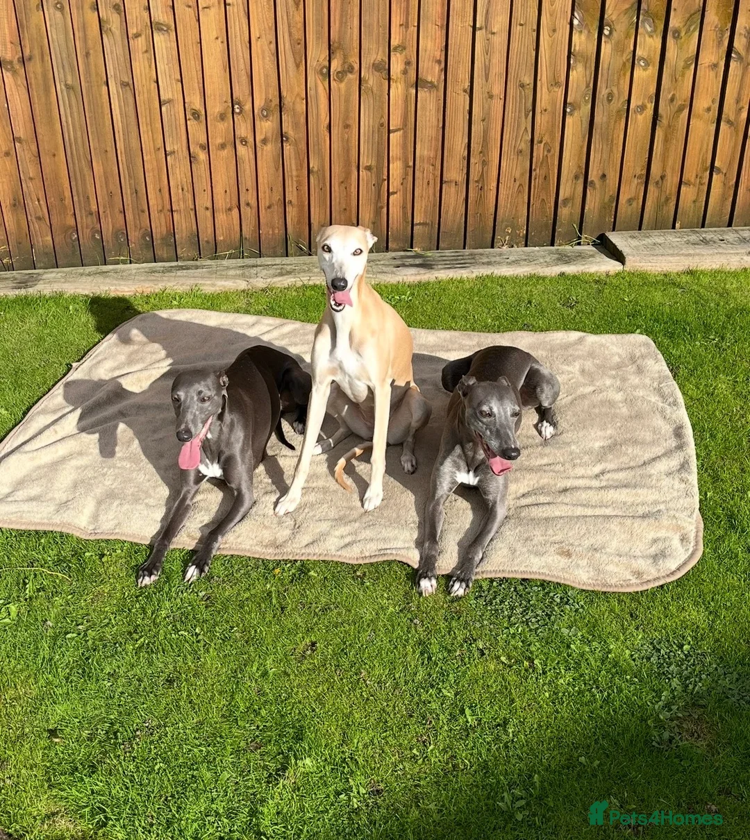 Whippet dogs for sale: Blue whippet pups £650 - Advert 1