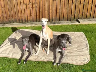 Whippet dogs Blue whippet pups £650 - Advert 2