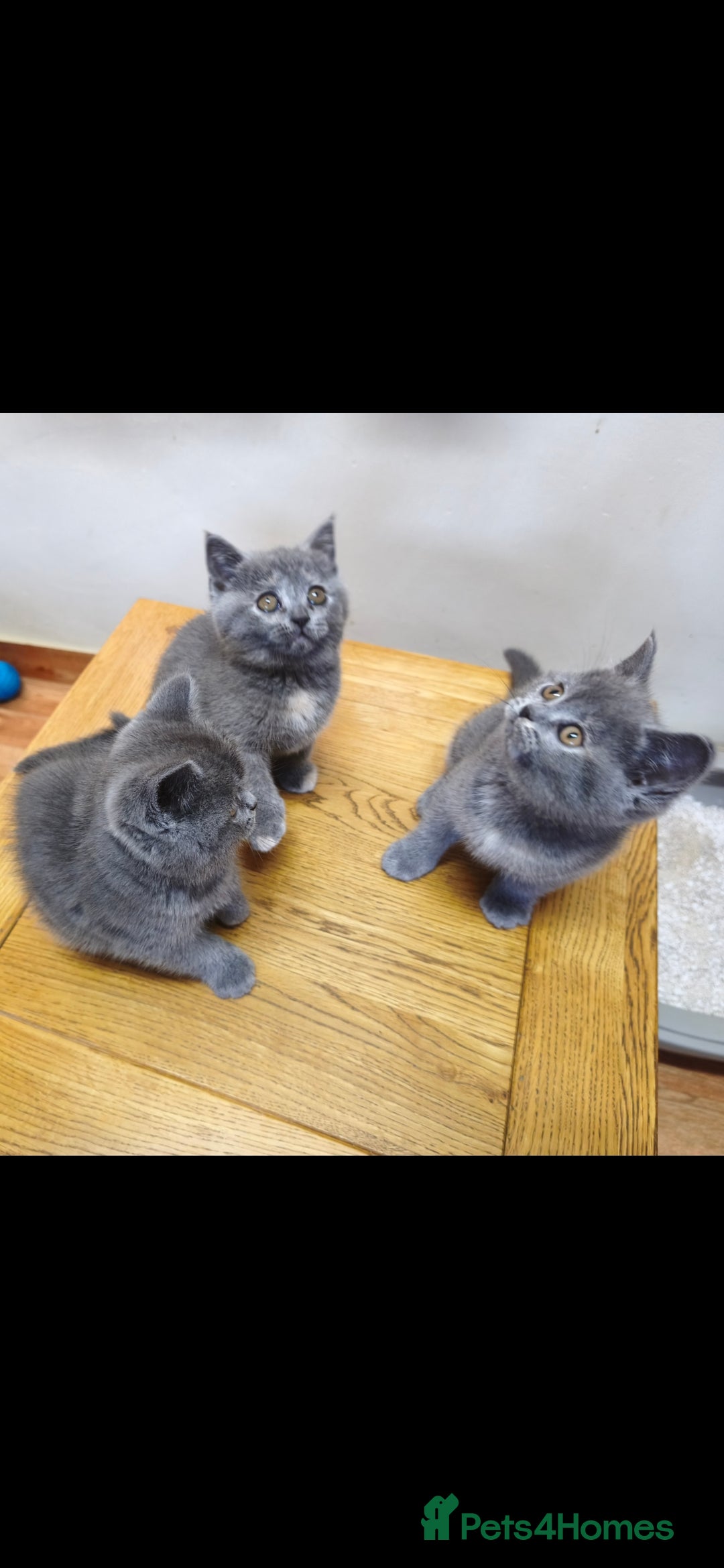 British Shorthair cats for sale: British Shorthair Kittens Imported Parents  - Advert 9